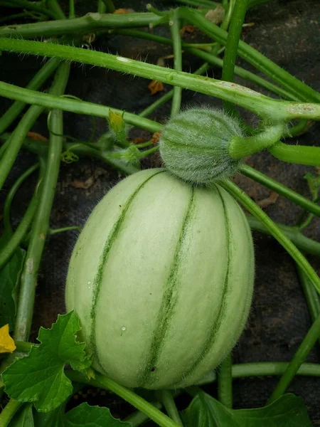 Young Green Cantaloupe Growing Organic Market Farm — Stock Photo, Image