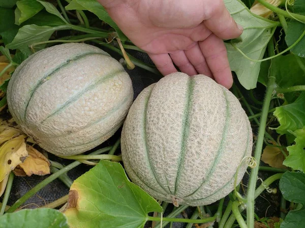 Hand Two Cantaloupe Melons Growing Organic Farm — Stock Photo, Image