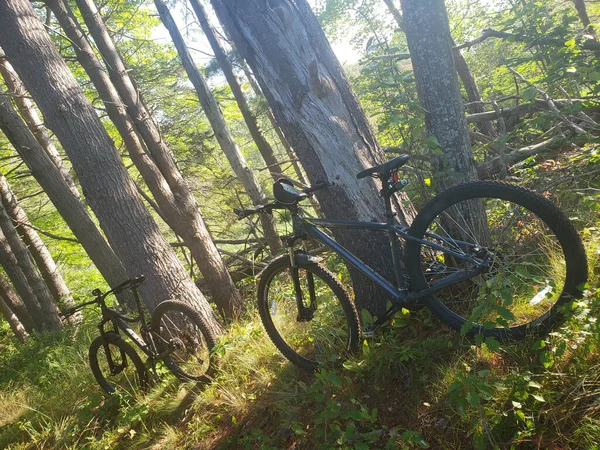 Два Гірські Велосипеди Лісі Сяючим Сонцем Безліччю Дерев — стокове фото