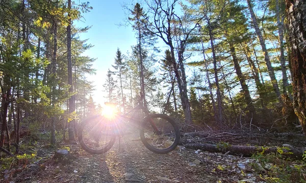 Ağaçlı patikada bir dağ bisikleti ve güneş parlıyordu.