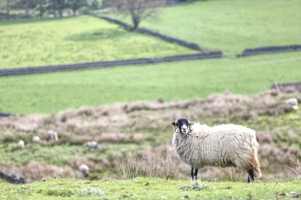 Moutons Blancs Noirs Avec Yorkshire Dales Vista Arrière Plan — Photo