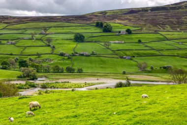 Beyaz ve siyah koyunlar, Yorkshire Dales manzaralı.