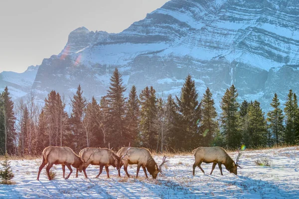 Kanada Banff Ulusal Parkı 'nda arka planda dağları olan elk.