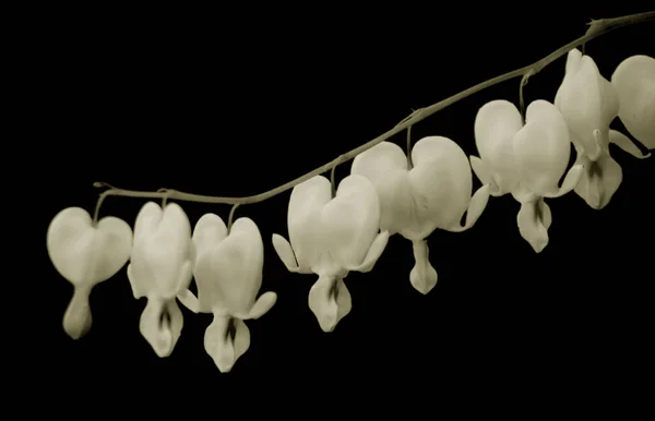 セピアトーンの出血ハートの花 — ストック写真