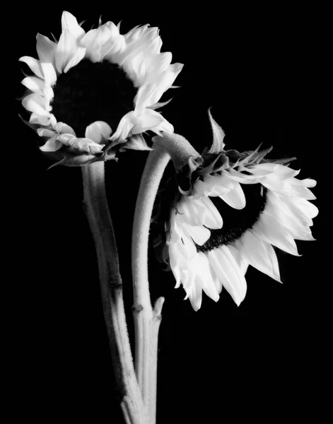 Bir Sepya Tonu Güneş Çiçeği Stok Fotoğraf