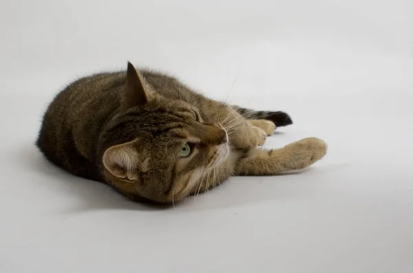 Kahverengi kedi stüdyoda vuruldu.