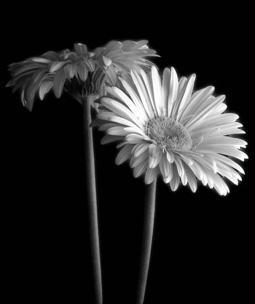 Gerbera Daisy 'nin siyah ve beyaz