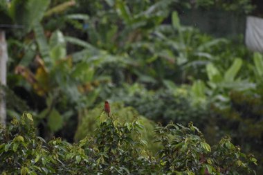 Bir kuş ıslanırken yağmura bakar.