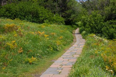 ormandaki kayalık yol