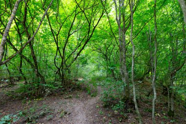 Doğal, yoğun, yeşil orman boyunca toprak patika. Parlak güneş ışığı canlı yaprakların arasından görülebilir..