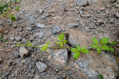 Bir böğürtlen dalı taşlarla kaplı yerde yatar. Zeminin dokusu böğürtlen dalıyla kaplıydı..