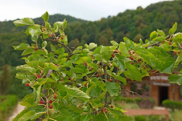 Junger Maulbeerbaum Mit Unreifen Roten Beeren Hintergrund Ein Dichter Grüner — Stockfoto