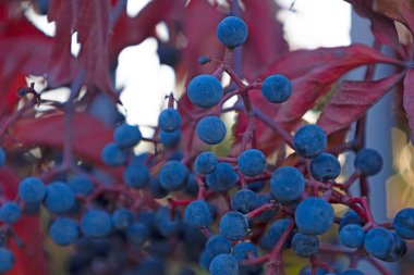 Sonbaharda, arka planda bulanık kırmızı yapraklı mavi böğürtlenlerin yakın görüntüsü