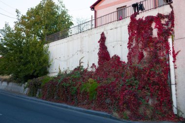 Sonbaharda, beyaz bir duvarda kırmızı ve yeşil yapraklarla tırmanmak..
