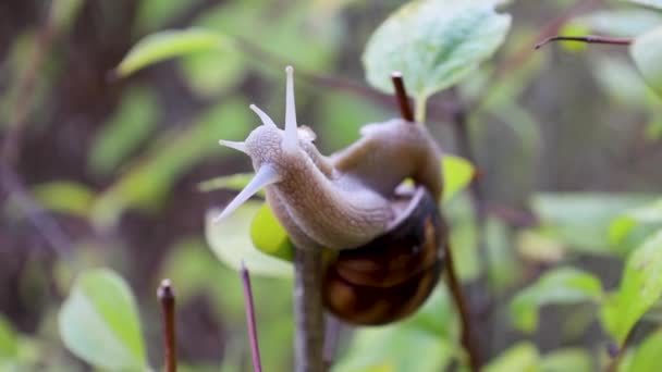 Close Snail Slender Branch Warm Sunny Morning — Stock Video