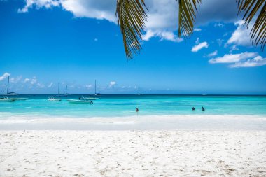 Punta Cana, Dominik Cumhuriyeti 'ndeki beyaz kumlu plajda hindistan cevizi palmiyeleri. Yüksek kalite fotoğraf