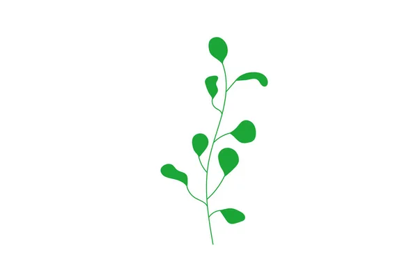 Zelené Oblíbené Kulinářské Byliny Ploché Obrázky Kreslený Tymián Petržel Rozmarýn — Stockový vektor
