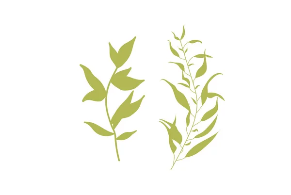 Grüner Waldfarn Tropische Grüne Eukalyptusbäume Natürliche Blattkräuter Illustration Für Design — Stockvektor