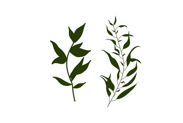 Grön Skog Ormbunke Tropisk Grön Eukalyptus Grönska Konst Lövverk Naturliga — Stock vektor
