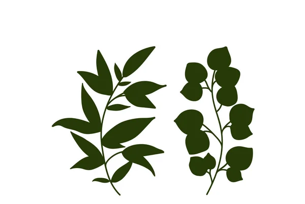 Green Forest Fern Tropical Green Eucalyptus Greenery Art Foliage Natural — Stock Vector