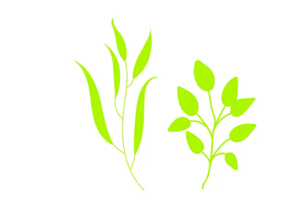 绿林蕨类 热带绿色桉树 绿叶艺术 天然叶子草本植物 设计图例 — 图库矢量图片