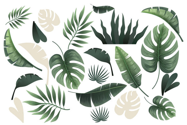 Коллекция тропических листьев на белом фоне.