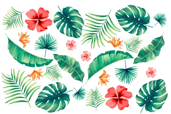 Tropische Blätter Sammlung Auf Weißem Hintergrund — Stockvektor