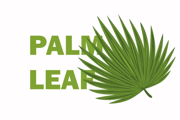 Trendy Home Decor Plants Cacti Tropical Leaves Stylish Planters Pots — Vector de stock