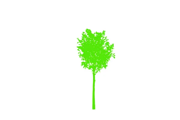 森と自然のコンセプト 異なるツリーシンボルのコレクション 教育とトレーニングポスターデザイン — ストックベクタ