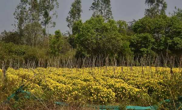 農地でマリーゴールドの花の選択的な焦点 マリーゴールドの花は経済作物で農業観光の魅力です — ストック写真
