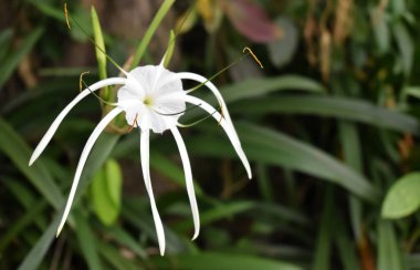 Lily 'nin yeşil arka planda açtığı plaj örümceğinin yakın plan görüntüsü.