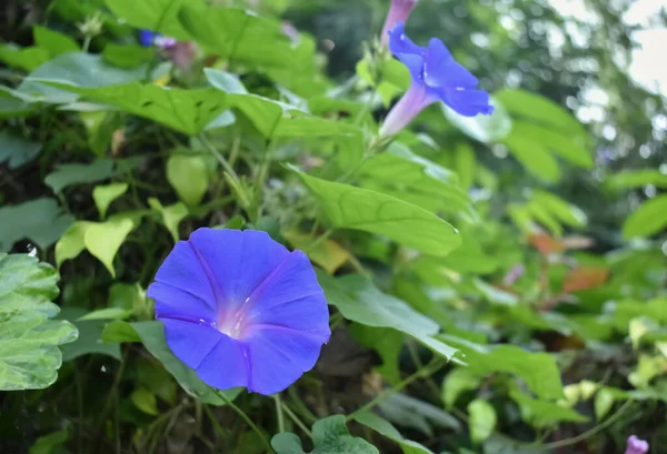 Primer Plano Enfoque Selectivo Flores Florecientes Gloria Mañana Púrpura Entre — Foto de Stock