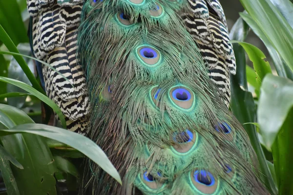 Μια Κοντινή Επιλεκτική Εικόνα Εστίασης Των Χαρακτηριστικών Του Peacock Κατά — Φωτογραφία Αρχείου