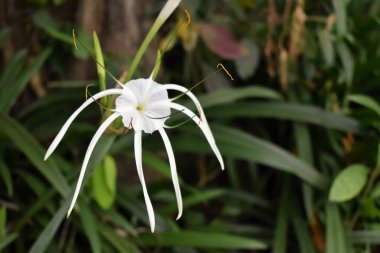 Lily 'nin yeşil arka planda açtığı plaj örümceğinin yakın plan görüntüsü.