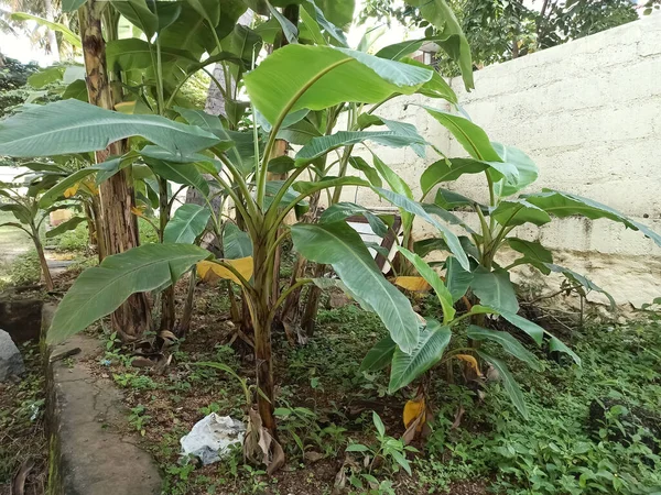 House Garden 'da yetişen Küçük Muz Bitkilerinin Seçici Odaklanma ResmiName