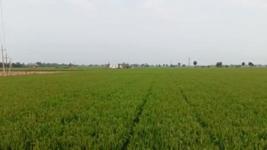 Hindistan 'da muson yağmurları sırasında bulutlara karşı yemyeşil çeltik tarlasının güzel bir videosu.