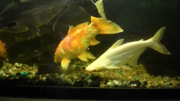 Een Close Video Van Prachtige Vissen Zwemmen Aquarium — Stockvideo