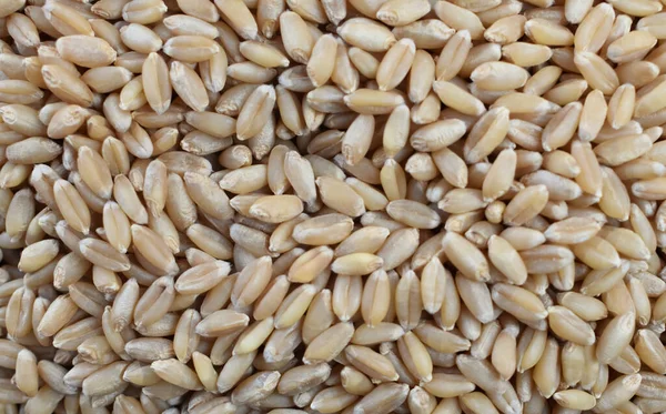 Крупный План Текстуры Зерна Пшеницы — стоковое фото