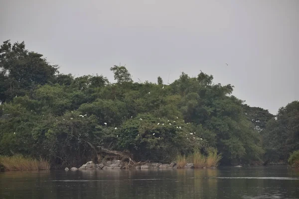 Живописный Вид Остров Птицами Сидящими Дереве Птичьем Заповеднике Ранганатху Карнатаке — стоковое фото
