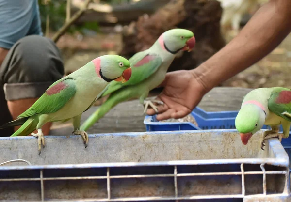 Detailní Selektivní Pohled Papoušky Těsné Blízkosti Lidí Krmení Venkově Indie — Stock fotografie