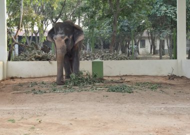 Hindistan 'da bacaklarına zincirli tutulan bir filin yakın plan fotoğrafı.