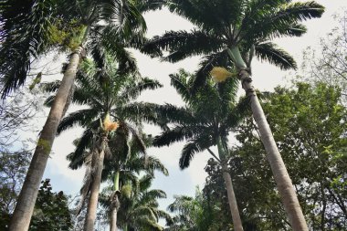 Hindistan 'daki Botanik Bahçesi' ndeki Palmiye ağaçlarından ya da Roystonea oleracea 'dan oluşan eşsiz bir tepe örtüsü.