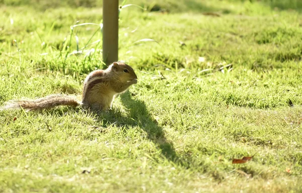热带天气下 一只小松鼠坐在阳光下的绿色草坪上的特写照片 — 图库照片