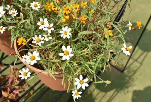 Zinnia anguestifolio ya da Wedelia Trilobata adında küçük beyaz bir çiçeğin yakın çekim odak fotoğrafı.