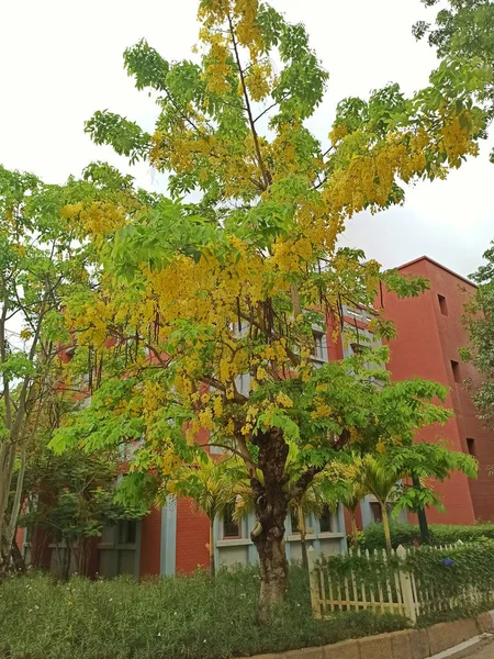 Cassia Fistula Adı Verilen Küçük Sarı Renkli Çiçek Ağacının Yakın — Stok fotoğraf