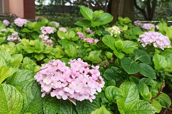 Gros Plan Sélectif Fleur Pourpre Appelé Hortensia Française Dans Jardin — Photo