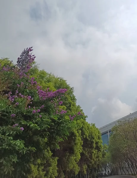 美丽的风景 背景上有紫色的花 绿色的灌木 高大的建筑物和多云的天空 — 图库照片