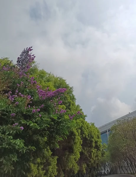 Beautiful Landscape Purple Flowered Trees Green Shrubs Tall Buildings Cloudy — Stock Photo, Image