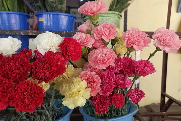 Múltiplas Flores Coloridas Chamadas Flores Cravo Exposição Para Venda — Fotografia de Stock