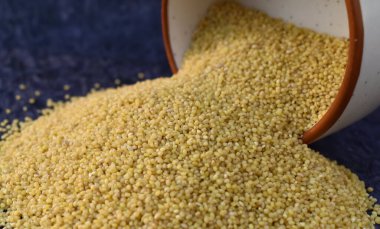A closeup picture of a foxtail Millet grains spilled from bowl. Millet are healthy food to eat. clipart